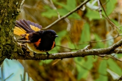 American-redstart-warbler-65902