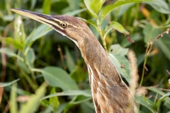 AmericanBittern_60354-