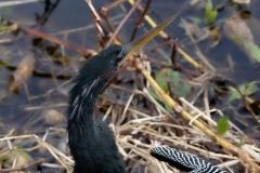 Anhinga-61019-