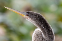 Anhinga-61169-