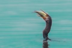 Anhinga-Eating-Fish-61425