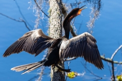 Anhinga_60689-