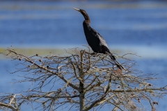 Anhinga_60788-