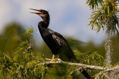 Anhinga_68401-