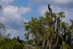 Anhinga_68402-