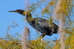 Anhinga_69171-