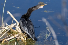 Anhinga_69629-