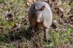 Armadillo_60537-