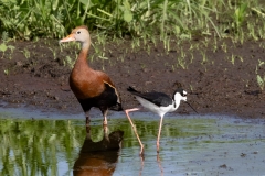 BBDuckStilt-64021