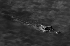BW-Gator-64471