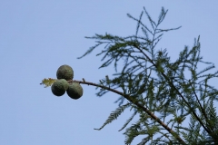 BaldCyprusCones_67229-
