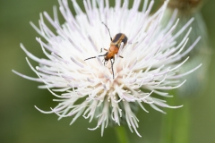 Beetle_68003-