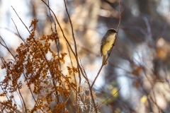 Bird_60722-
