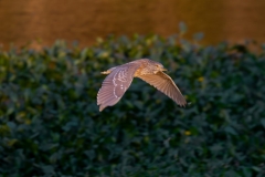 Black-Crowned-Noght-Heron_60375-