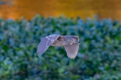 Black-Crowned-Noght-Heron_60376-
