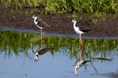 BlackNeckedStilt-63995