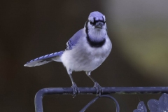 Blue-Jay-63704