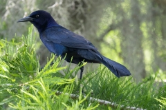 Boat-tailed-Grackle-64101
