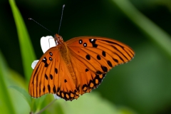 Butterfly-66315-