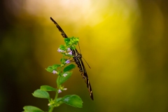 Butterfly_68451-
