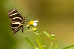 Butterfly_68515-