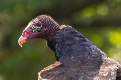 Buzzard-66403-