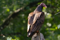Buzzard-66406-