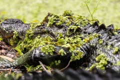 Cammo-gator64824