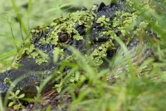 CammoGator_64832