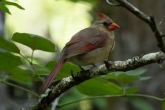 Cardinal-female-66367-