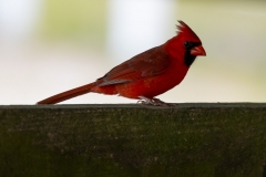 Cardinal_62230-