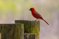Cardinal_62247-