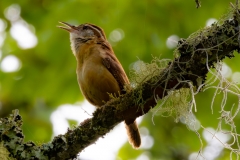 Carolina-wren-65882