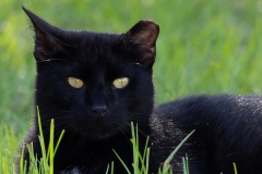 Cat2-