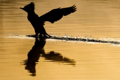Cormerantlanding_61852-