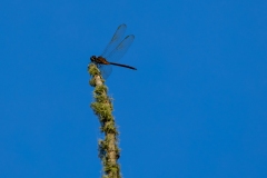 Dragonfly_67103-