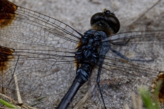 Dragonfly_68340-