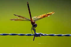 Dragonfly_68540-