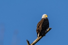Eagle-61385-