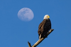 EagleMoon-61385-