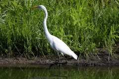 Egret-63907