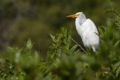 Egret-66326-