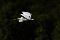 EgretFlying-64004
