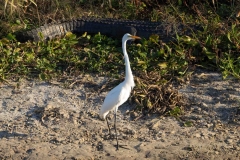 EgretGator_60119-