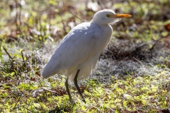 Egret_60832-
