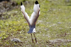 Egret_60871-