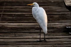 Egret_68190-