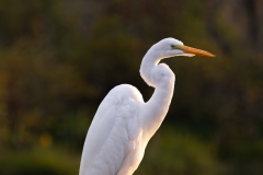 Egret_68197-