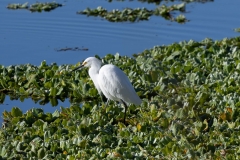 Egret_69059-
