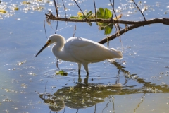 Egret_69262-